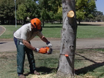 A Video Guide to Chainsaw Safety