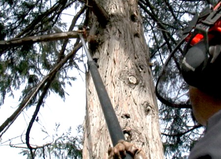 Pole Saw Safety